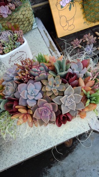 多肉植物 2021/03/14 18:45:53
