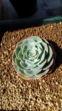 多肉植物 2022/03/20 14:48:10