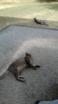 ネコさんもまったり 2022/06/15 18:50:08