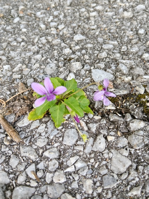 野草を楽しむ