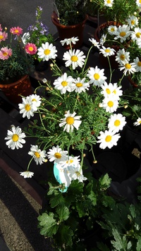 春のお花がいっぱい♪ 2022/02/09 18:35:27