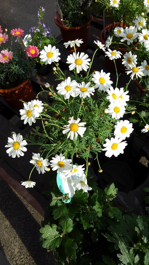 春のお花がいっぱい♪