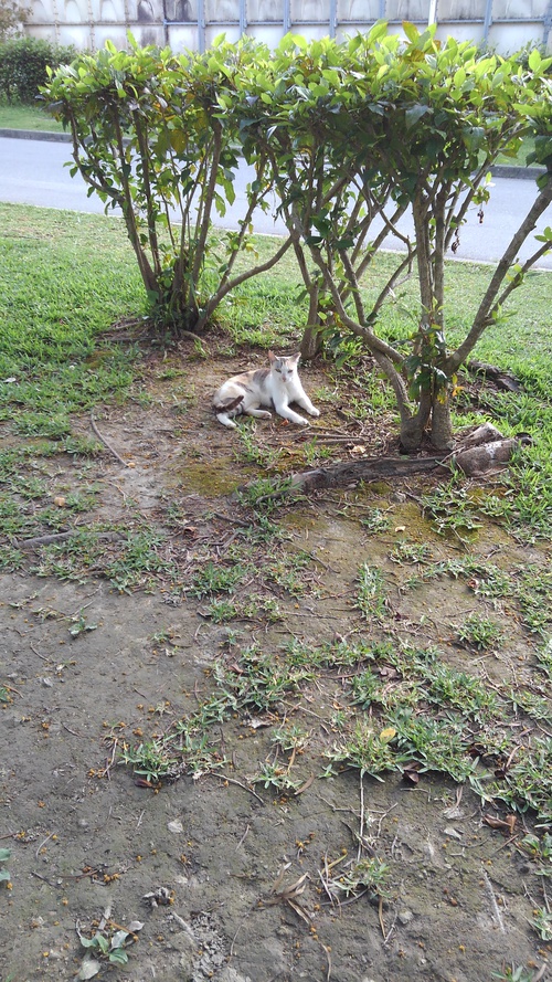 久しぶりの公園