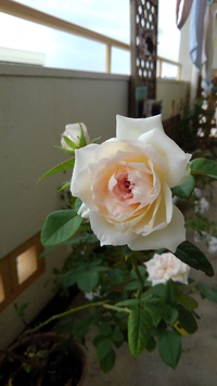 ちょっと嬉しかったこと 2020/10/15 13:47:20