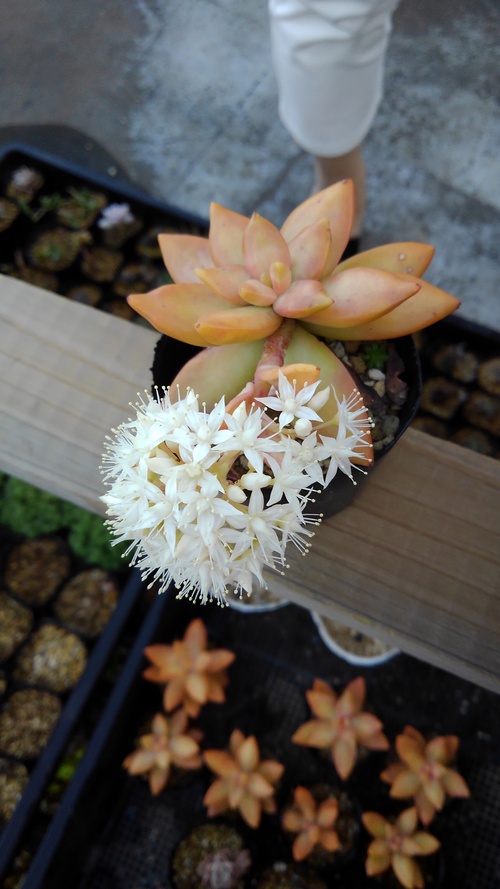 多肉植物