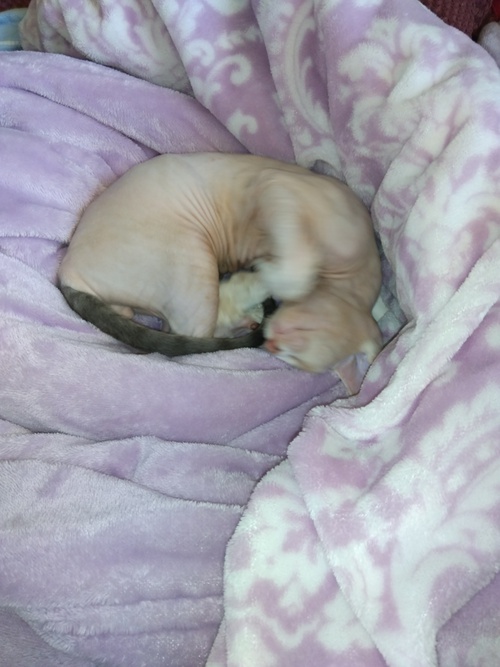 子猫を預かる