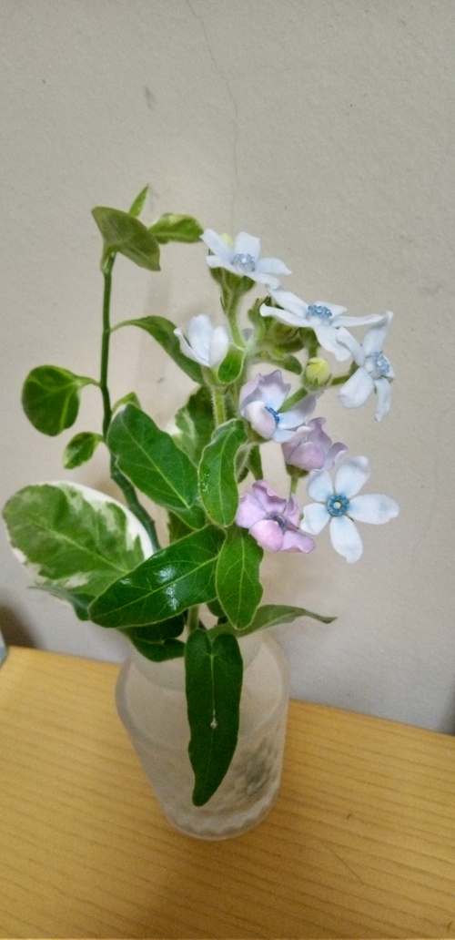 可愛いお花を