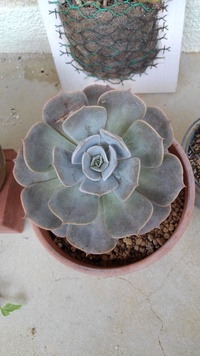 多肉植物 2020/10/12 16:27:26
