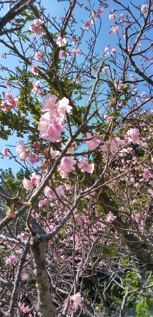 桜の季節