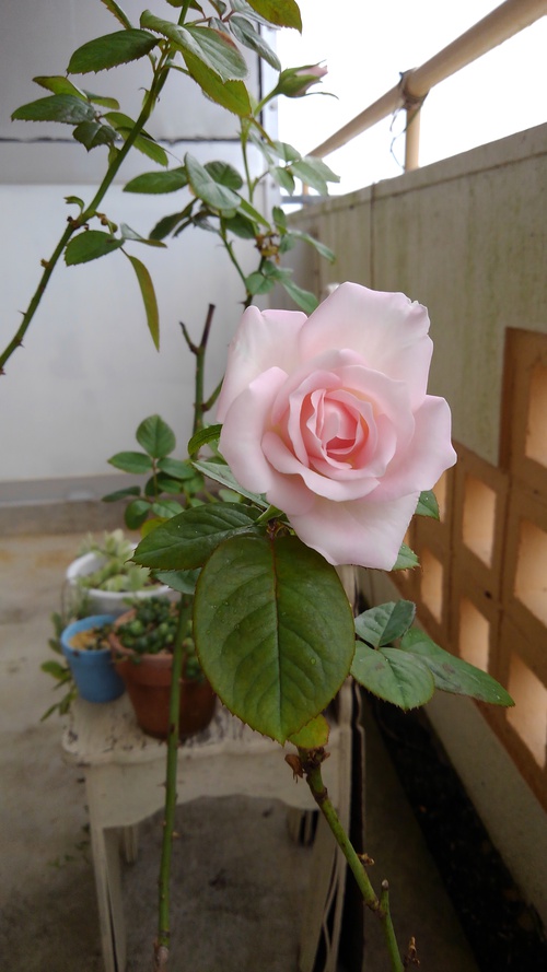 薔薇の花と最強開運日