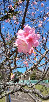桜の季節 2023/01/30 18:17:48