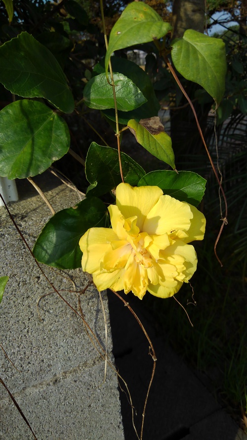 久しぶりにお天気