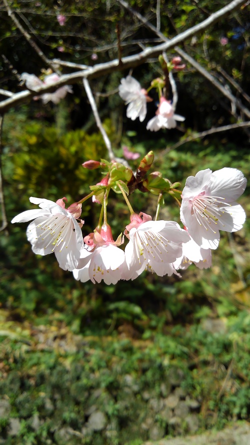 屋部寺へ行ってきました