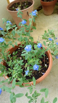 アメリカンブルーの花 2022/05/21 14:04:24