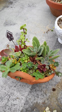 寄せ植え 2021/11/25 11:08:31