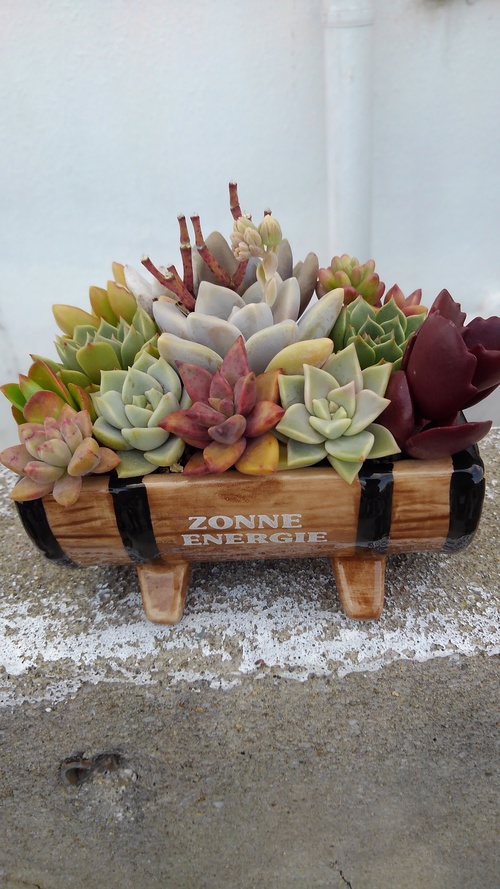 多肉植物の配達