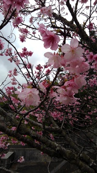 桜が咲きはじめましたね 2021/01/29 12:30:40
