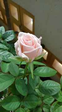 薔薇が咲き始めました 2020/06/29 15:48:29