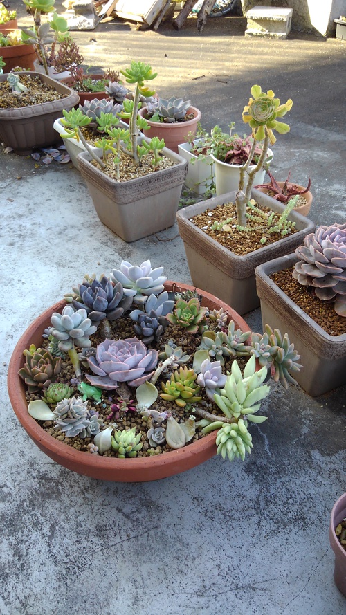 谷肉植物