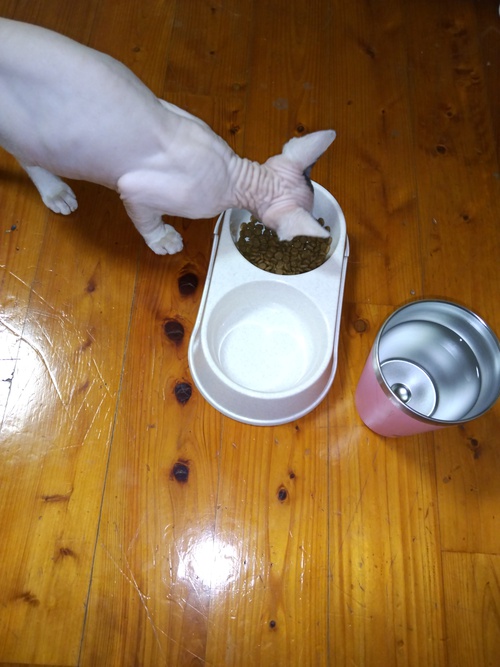 子猫を預かる