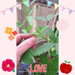 273位[家庭菜園オクラ育ってます(笑)]
