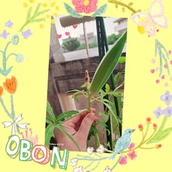 273位[家庭菜園オクラ育ってます(笑)]