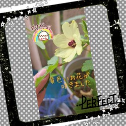 321位[家庭菜園]