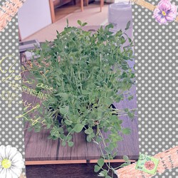 [家庭菜園豆苗再利用]917位
