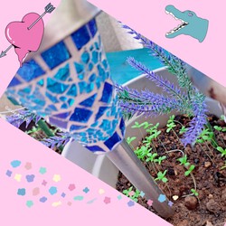 362位[家庭菜園&オクラの成長]
