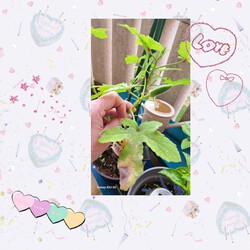 454位[家庭菜園やってます。]