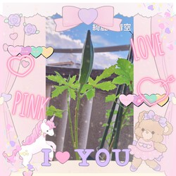 362位[家庭菜園&オクラの成長]