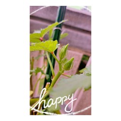 454位[家庭菜園やってます。]