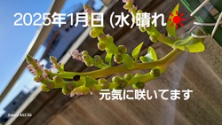 462位[2025年　あけましておめでとうございます]