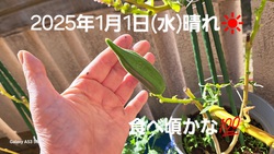 462位[2025年　あけましておめでとうございます]