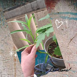 273位[家庭菜園オクラ育ってます(笑)]