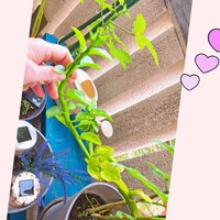 454位[家庭菜園やってます。] 2024/11/13 10:23:30