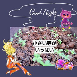 362位[家庭菜園&オクラの成長]