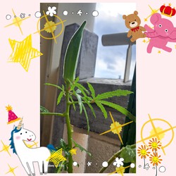 454位[家庭菜園やってます。]