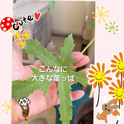 362位[家庭菜園&オクラの成長]