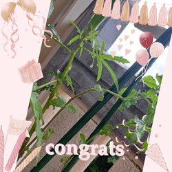 454位[家庭菜園やってます。]
