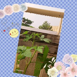 273位[家庭菜園オクラ育ってます(笑)]