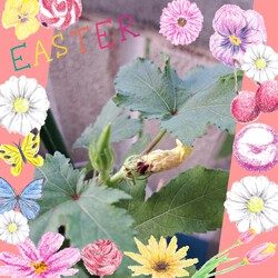 362位[家庭菜園&オクラの成長]