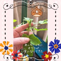 321位[家庭菜園] 2024/11/17 12:09:39