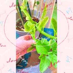 273位[家庭菜園オクラ育ってます(笑)]