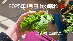 462位[2025年　あけましておめでとうございます]
