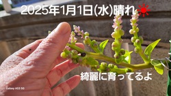 462位[2025年　あけましておめでとうございます]