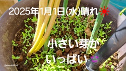 462位[2025年　あけましておめでとうございます]