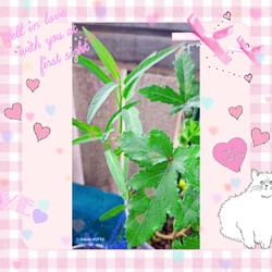 454位[家庭菜園やってます。]
