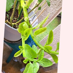 454位[家庭菜園やってます。]