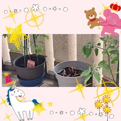[家庭菜園はじめました]569位